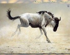 ZaneScans RB Safari SWD 010. Bateman, 