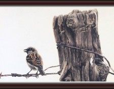 We SnF 023 BatemanR EnglishSparrow. Bateman, 