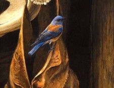 Birds 21 Chaps--Western Bluebird, 1997 Robert Bateman sqs. Bateman, 