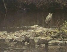 kb Bateman Heron on the Rocks. Bateman, 
