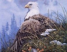 Brown, Karen J - Resting Eagle (end. ,  J