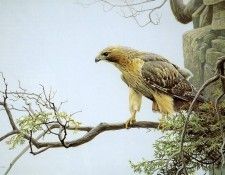 kb Bateman Red tailed Hawk on Mount Nemo. Bateman, 