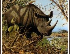 bs-na- Craig John Bone- Plight Of The Black Rhino. ,  