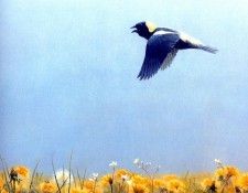 Birds 38 Summer Song--Bobolink, 2001 Robert Bateman sqs. Bateman, 