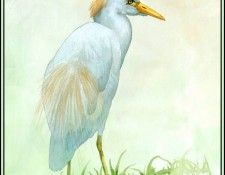 D50-AWE025-BR-Cattle Egret 1. Bansemer, 