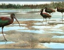 D50-AWE074-RB-Glossy Ibis 1. Bansemer, 