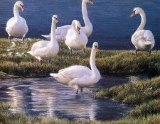 Bateman, Robert - Bank of Swans (end. Bateman, 