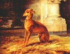 bonheur italian greyhound 1866. , -