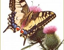 PO PButBr 01 Papilio Machaon. Brenders, 