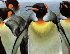 Imufy WWSA AS Bateman 06 King Penguin. Bateman, 