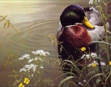 Imufy WWSA AS Bateman 10 Mallard Duck. Bateman, 