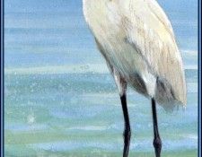 D50-AWE030-RB-Snowy Egret 2. Bansemer, 