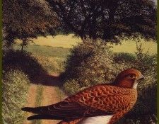 lrsBoothRaymond-Kestral. , 