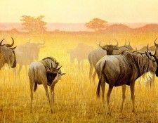 Safari 06 Wildbeest Robert Bateman sqs. Bateman, 