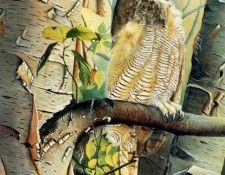 Jules Bouchard - Great Gray Owl, De. , 