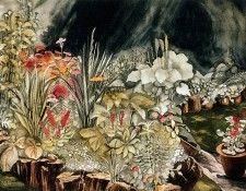 Marquise Bisson - Jardin du Rocher Rouge, De. , 