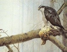 kb Bateman Goshawk and Ruffed Grouse. Bateman, 