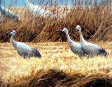 Birds 28 Sandhill and Whooping Cranes, 2001 Robert Bateman sqs. Bateman, 