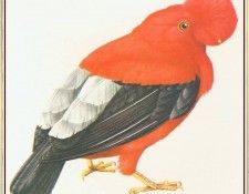BarrettPeter PeruvianCock-of-the-Rock-We. , 