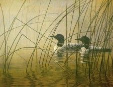 kb Bateman Loons in Morning Mist. Bateman, 