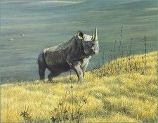 lrsBatemanRobert-Rhinoceros. Bateman, 