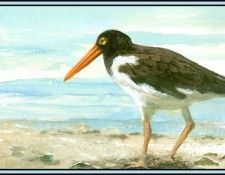 D50-AWE085-RB-Oystercatcher 2. Bansemer, 