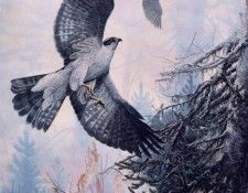 Gisele Benoit - Autour en Chasse, De. , 