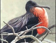 lrsRBB075BatemanRobert-Frigatebird. Bateman, 