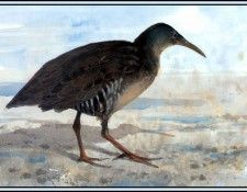 D50-AWE014-RB-Clapper Rail. Bansemer, 