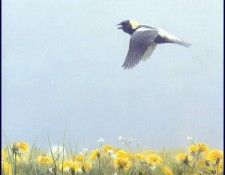 lrsRBB050BatemanRobert-SummerSongBobolink. Bateman, 