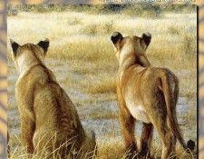 ZaneScans RB Safari SWD 004. Bateman, 