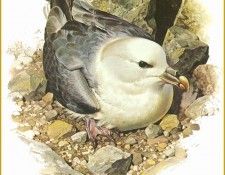 PO pbb 48 Petrel fulmar. Brenders, 