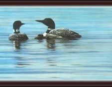 We SnF 015 BatemanR LoonFamily. Bateman, 