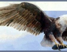 D50-AWE017-RB-Eagle 1. Bansemer, 