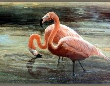 D50-AWE031-RB-Flamingo 1. Bansemer, 
