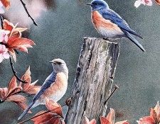 Susan Bourdet - Bluebirds in Plum Blossoms, De. Bourdet, 