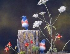 Bourdet, Susan - Bluebirds (end. Bourdet, 