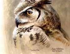 Birds 43 Samantha, 2000 Robert Bateman sqs. Bateman, 