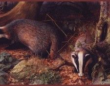 lrsBoothRaymond-BadgersinAdelWood. , 