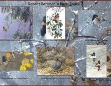 lrsrBatemanBirdsIdx02. Bateman, 