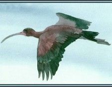 D50-AWE075-BR-Glossy Ibis 2. Bansemer, 