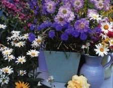 Lynne Brotchie - Summer Still Life with Cornflowers, De. Brotchie 