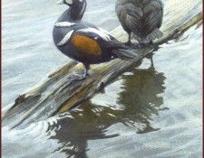 lrsRBB013BatemanRobert-HoodedMerganser. Bateman, 