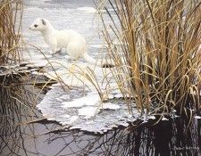 bs- Robert Bateman- Edge Of The Ice- Ermine. Bateman, 