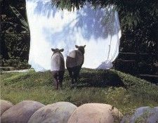 art 248. , 