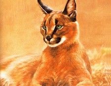 lrsBosmanPaul-Caracal. , 