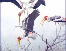 lrsRBB093BatemanRobert-PaintedStorks. Bateman, 