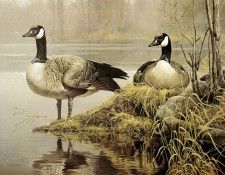 kb Bateman Nesting Geese. Bateman, 