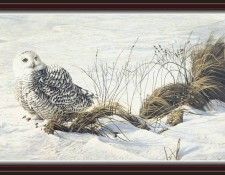 We SnF 026 BatemanR AfternoonGlow--SnowyOwl. Bateman, 