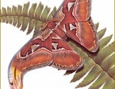 PO PButBr 54 Attacus Atlas. Brenders, 